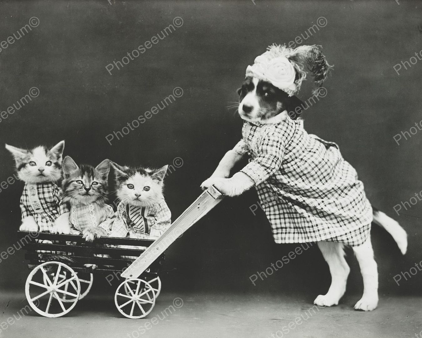 Dog Pushing Cat Stroller 8x10 Reprint Of Old Photo Photoseeum